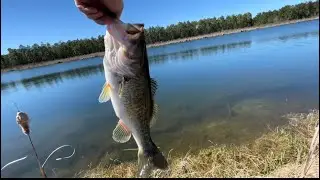 Huge 4 Pound Largemouth Bass Caught On A Swim Bait