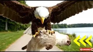 Eagle Snatches Injured Cat &mdash; High-Tech Helicopter Rescue Saves a Life | #wildanimalrescuetv