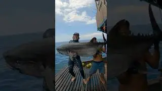 Этот тунец просто огромный, клянусь!