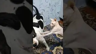 Я верю что когда нибудь они подружатся, а пока как то так #амстафф_капа #shorts #dog #kat #стаффорд