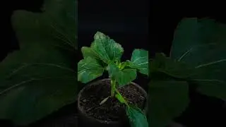 Growing sunflower plant time lapse #jungles #animals #timelapse