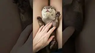 cuddle me - otter baby falls instantly asleep cutest nap ever #otters #babyanimals #sleep