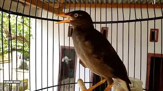 jalak kebo 4 bulan ngoceh belajar gacor pas buat pancingan jalak kebo bahan agar nyaut