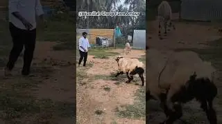 Sheep & goat #active #bismillah #look #sheepfarming #training #quality #goatfarming #goat #sold