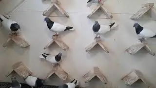 Budapesti Magasröptű Keringő (Budapest High Flying exhibition pigeons) 2017 1