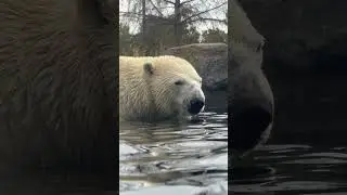 Some of the coolest animals at the Calgary Zoo #snowleopard #hippo #otter #polarbear #cat