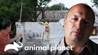 Guardi&otilde;es querem melhorar a vida dos cachorros no telhado | For&ccedil;a Tarefa Animal | Animal Planet