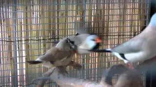 Shaft tail finches / Poephila acuticauda / Amadyny ostrosterne