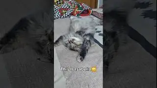 Isabella&rsquo;s First Online Presence - The Cutest Cat Ever! 😻 - Part -1