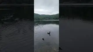 Stokkand/ Mallard with ducklings #shorts