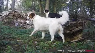TASCO TRAIL CAMERA - Test at the compost pile - In the Back 40 - Critters - tasco - Deer, Fox, Owl