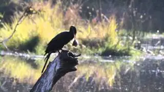 African Darter