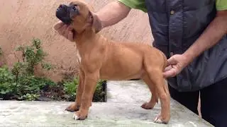 Boxer Perros boxer en venta cachorros con registro 01(55)84885050
