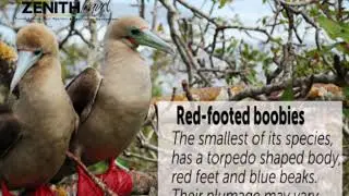Meet the endemic species of the Galapagos Islands