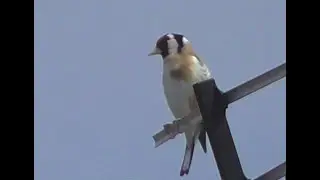 GOLDFINCH - Perched on a Television Aerial