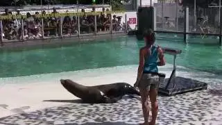 Fóka show a nyíregyházi Állatparkban