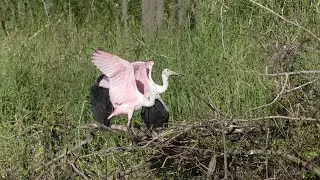 Why Do Spoonbills Grow PINK While Other White Birds Don't