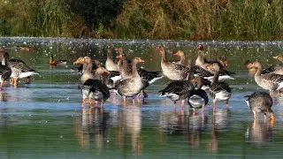 Grauwe Gans (greylag goose)