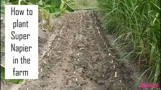 How to plant Super Napier for Dairy Farming in Tamil Nadu @ 9790987145 / High yielding green fodder