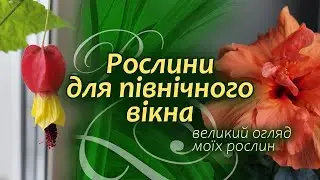 Кімнатні квіти для північного вікна | Що гарно росте на північних вікнах | Великий огляд моїх квітів