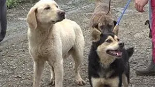 如何閱讀狗狗身體語言及與牠們遛狗
