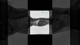 Clear dynamic imaging by YSENMED veterinary dynamic DRF system YSX-DRF32V