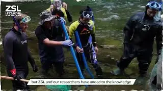Saving the world&rsquo;s largest living amphibian: the Chinese giant salamander