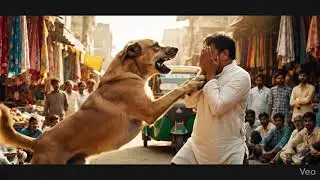 A indian street dog