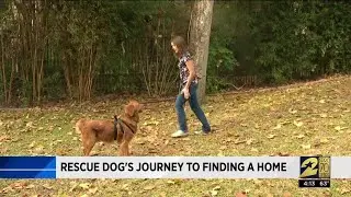 Rescue dog's journey to finding a home