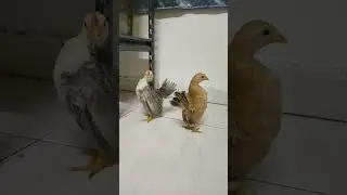 [PET] 猫步玲珑鸡 Catwalk chick #宠物 #pet #chicken #cute #动物 #animal #shorts