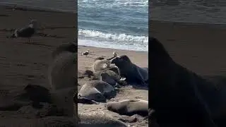 Elephant Seal mating