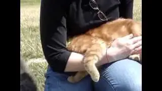Healing connection Farm Cat asks for session