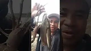 Salamat Maraming huli Na Esda sa Elog #fishing #highlights #shortvideo #Short#followers #view