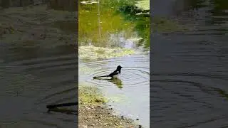 Bird drinking water on lake #nature #wildlife #beautiful #jungle #lake #bird #thirsty #oar HA28839