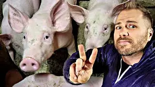 RATS NOIRS dans un élevage de COCHONS ! (ça va être sport)
