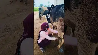 मै हारुगा नहीं // My Dairy Farm Village Life style Cow Milkng 🔥 #4kbestvlogs #khandelwaldairyfarm