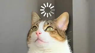 Seeing how close my cat can get to thinking
