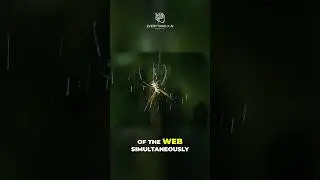 The Deadly Predator: Tiger Assassin Bug vs. Silverback Cross Spider