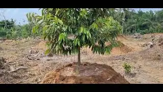 Tetap segar di musim kemarau