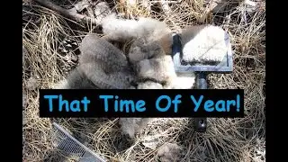 Our Spring Time Goat Maintenance Checklist