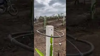 siembra y manejo de una plantaci&oacute;n joven de pitahaya