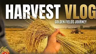Harvest done👍