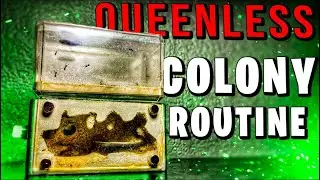 Our Queenless Acrobatic Ant Colony Routine