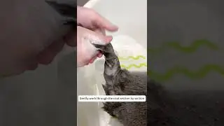 What should we pay attention to when bathing our cat for the first time? Treat them gently of course