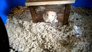 Nat~ Introducing My Hamsters