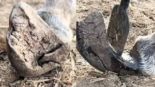 The Donkey's Hooves, Left Untrimmed For Eight Years, Have Become Twisted Like A Pretzel.