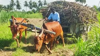new Young Bullock Cart Heavy mud stuck in heavy load Sugarcane // bailgadi videos