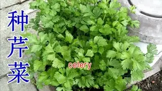 中国芹菜种植的两种方法, 走捷径能更快吃上芹菜 How to grow Chinese celery