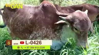 2025 VACA TIPO LECHE PRE&Ntilde;ADA  L 0426