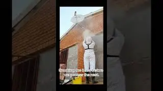 Bee Removal in Zeirbekom: Safe Extraction of a Small Colony